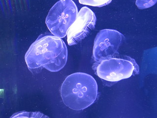 jellyfishes floating in the water