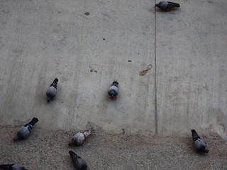 pigeons on the street