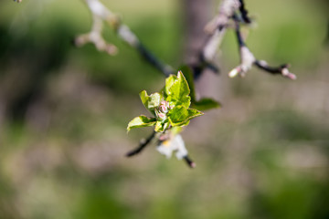 Bud of apple tree right before blooming