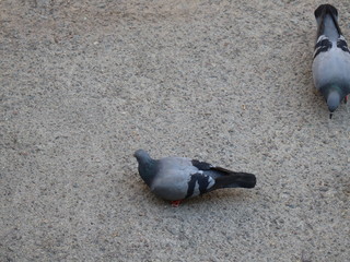 pigeon on the beach