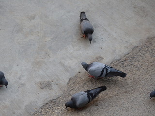 pigeons on the street