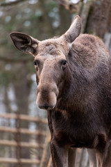 The moose (North America) or elk (Eurasia), Alces alces, is a member of the New World deer subfamily and is the largest and heaviest extant species in the deer family.