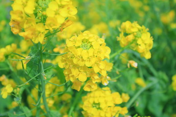 黄色い花 © Mi Na