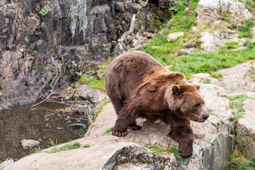 The brown bear (Ursus arctos) is a bear species that is found across much of northern Eurasia and North America.