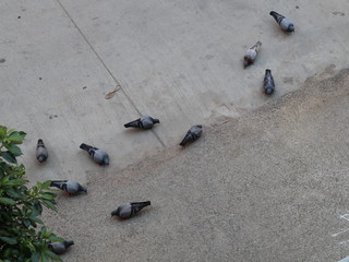 pigeons in city 