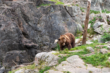 Naklejka na ściany i meble The brown bear (Ursus arctos) is a bear species that is found across much of northern Eurasia and North America.