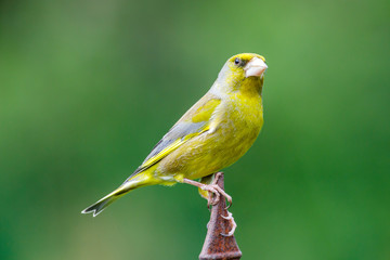 Greenfinch (Carduelis chloris)  UK garden