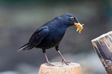 Male Blackbird (Turdus merula) with a mouth ful of mealworms.  UK garden