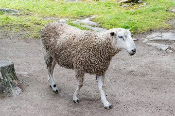 Domestic sheep (Ovis aries) are quadrupedal, ruminant mammals typically kept as livestock.