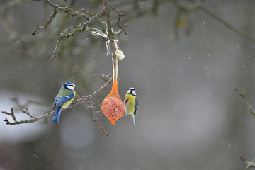 Great tit and blue titmouse hanging and eating on  tallow ball with seeds in winter