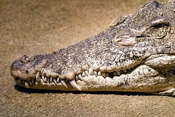 The Cuban crocodile (Crocodylus rhombifer) is a small species of crocodile found only in Cuba.