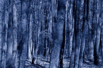 Obraz premium Fragment mistycznego lasu