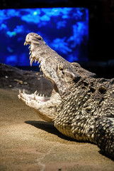 The Cuban crocodile (Crocodylus rhombifer) is a small species of crocodile found only in Cuba.