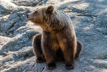 The brown bear (Ursus arctos) is a bear species that is found across much of northern Eurasia and North America.