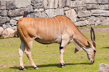 The common eland (Taurotragus oryx), also known as the southern eland or eland antelope, is a savannah and plains antelope found in East and Southern Africa.