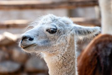 The alpaca (Vicugna pacos) is a species of South American camelid descended from the vicuña. © Carlos Aranguiz