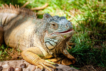 Iguana is a genus of herbivorous lizards that are native to tropical areas of Mexico, Central America, South America, and the Caribbean.