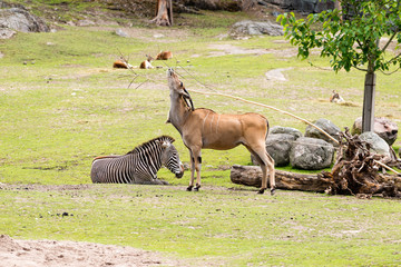 The common eland (Taurotragus oryx), also known as the southern eland or eland antelope, is a savannah and plains antelope found in East and Southern Africa.