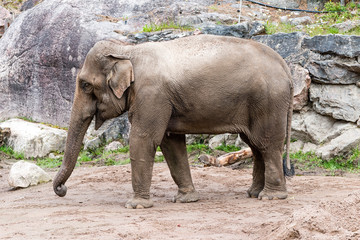 The Asian elephant (Elephas maximus), also called Asiatic elephant, is the only living species of the genus Elephas.