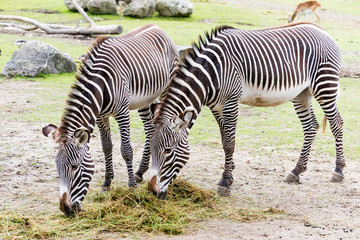 Fototapeta na wymiar Zebras are several species of African equids (horse family) united by their distinctive black-and-white striped coats.
