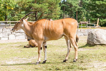 Naklejka na ściany i meble The common eland (Taurotragus oryx), also known as the southern eland or eland antelope, is a savannah and plains antelope found in East and Southern Africa.