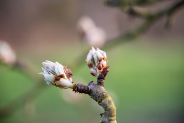 Bud of apple tree right before blooming