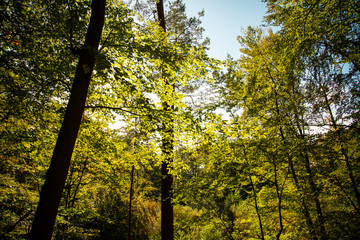 Sonnenlicht durch Blätterdach