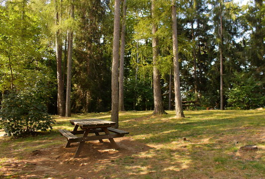 Pic nic park in the middle of a coniferous forest, Valchiusella, Piedmont region, Italy