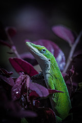 Green anole