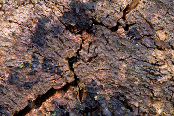 texture slice of brown old cracked stump tree closeup top view. natural background.