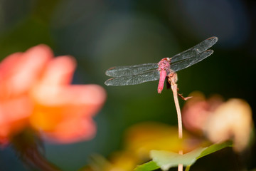 Close up of dragonfly and orange rose with telephoto lens. 