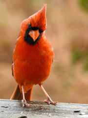 Cardinal with an attitude