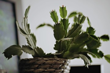 Cactus de interior