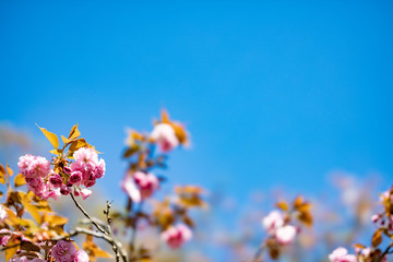 羊山公園のサトザクラ