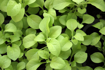Fototapeta na wymiar Green, young plants, petunia seedlings. The concept of growing seedlings.