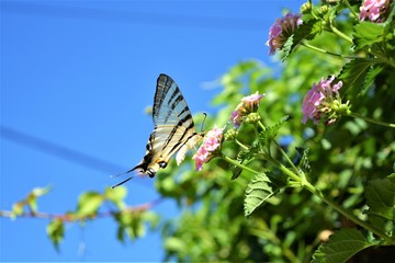 Scarce swallowtail is drinking nectar from flowers