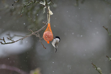Marsh tit sitting and eating on  tallow ball with seeds in winter