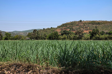 Obraz premium Picture of agriculture green field in Indian village