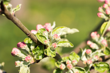 Bud of apple tree right before blooming
