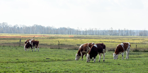 cows grazing in a field