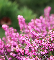 Pink Erica carnea flowers (winter Heath) in the garden in early spring