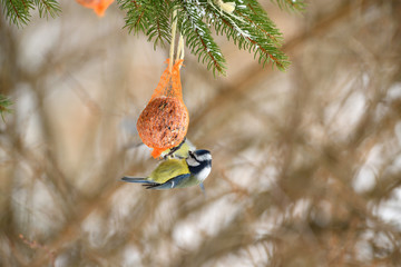 Eurasian blue tit hanging and eating on  tallow ball with seeds in winter