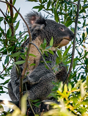 Koala on the tree. Latin name - Phascolarctos cinereus	
