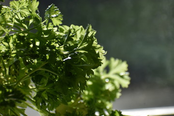 Close up of home grown organic parsley in the sunlight by a kitchen window
