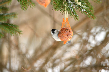 Marsh tit sitting and eating on  tallow ball with seeds in winter