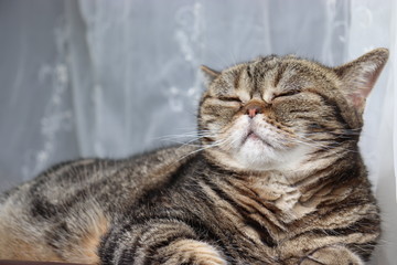悟りを開いた表情の猫アメリカンショートヘア