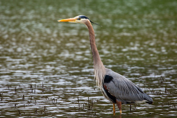 great blue heron