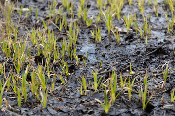 green grass in a spring field