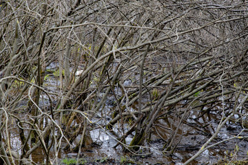 Plakat bent tree branches in the swamp in spring