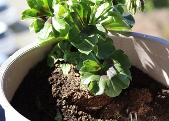 Fototapeta planting plants, geranium in flowerpot obraz